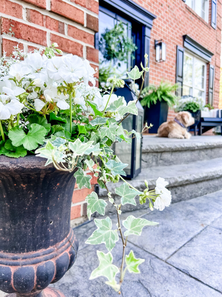 Welcoming Front Porch white flowers in a planter