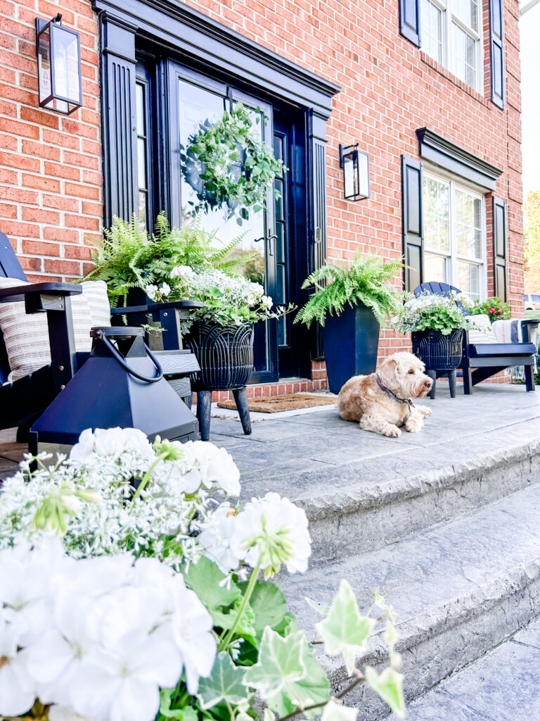 Welcoming Front Porch white geraniums in black planters