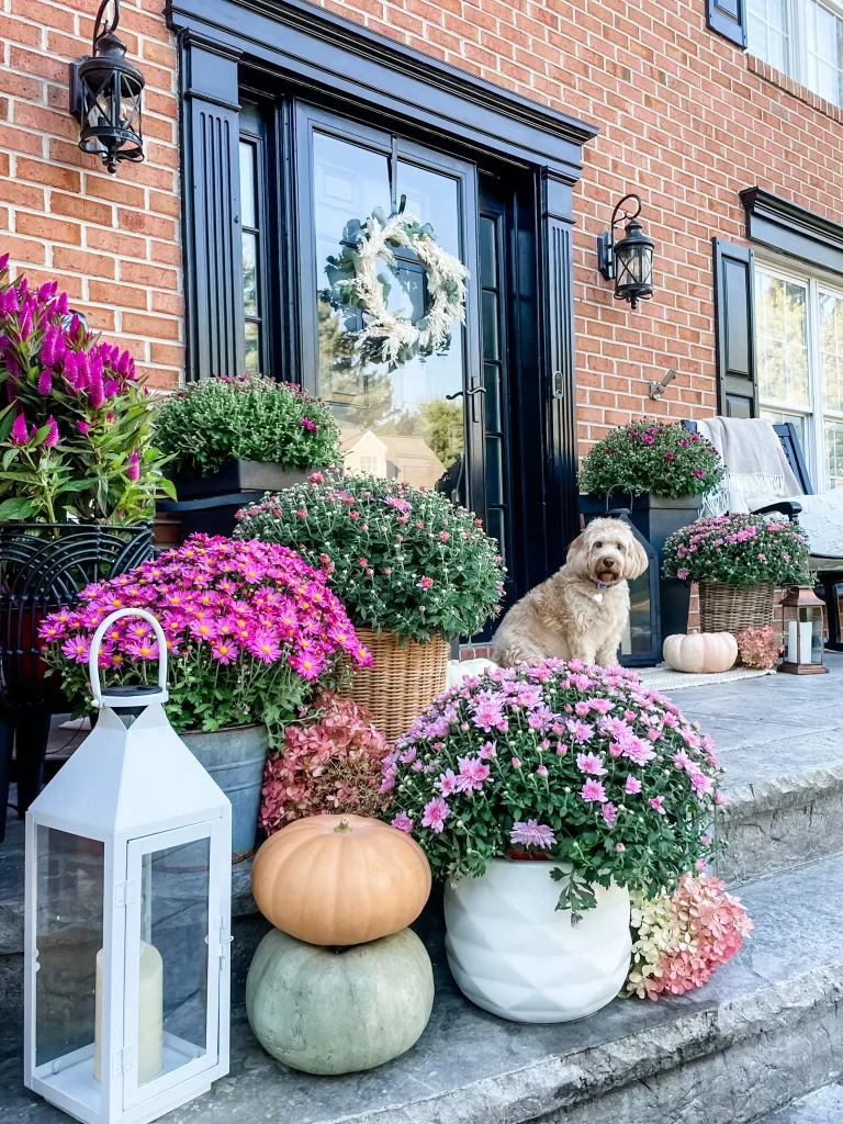 Black front door with fall mums